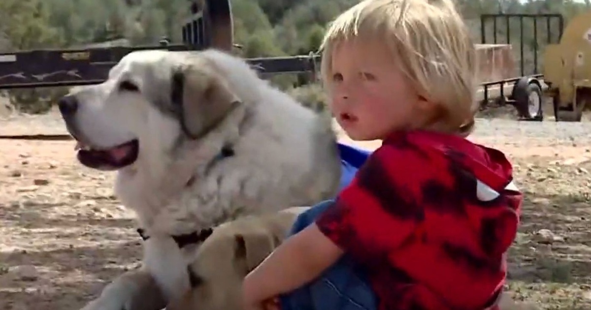Boy, 2, Who Spent Night in Wilderness Reunites with Dog Who Rescued Him