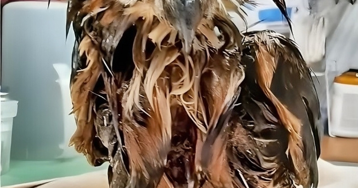 Amazing Recovery of Rescued Owl: Shot with BB Gun and Trapped in Manure ...