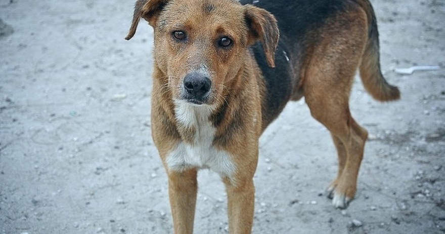 20-Yr-Old Dog Was Left at Shelter To Be Put Down, Then The Staff Discovered Its Sad Secret