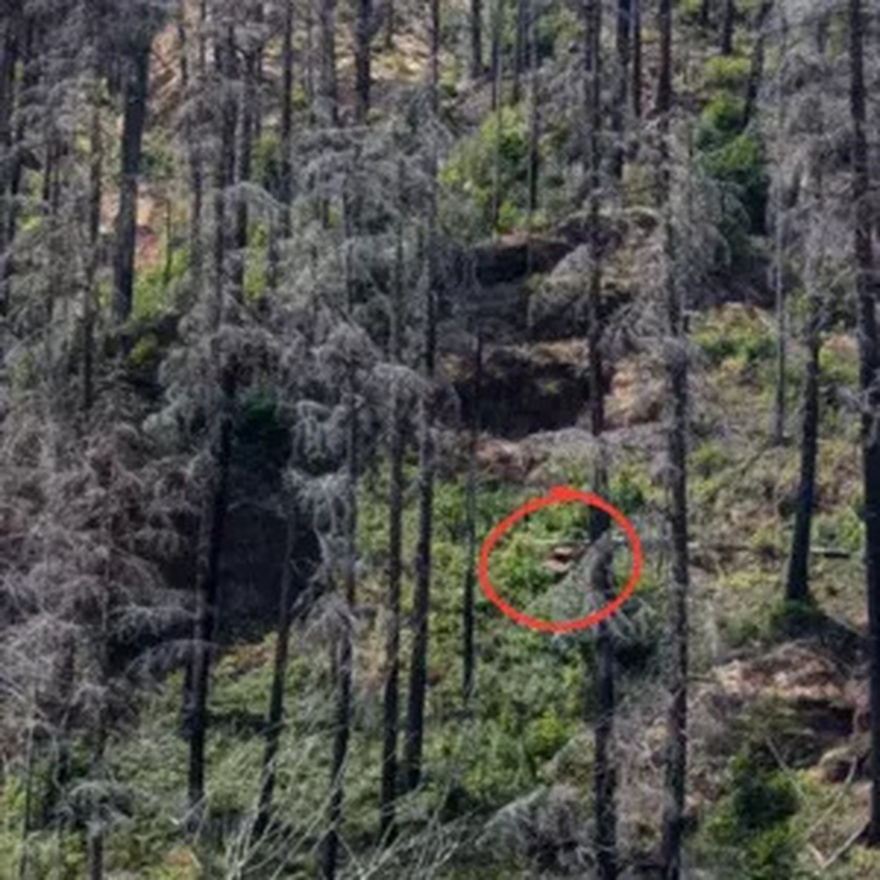 Only people with ‘sniper vision’ can find the car in this photo