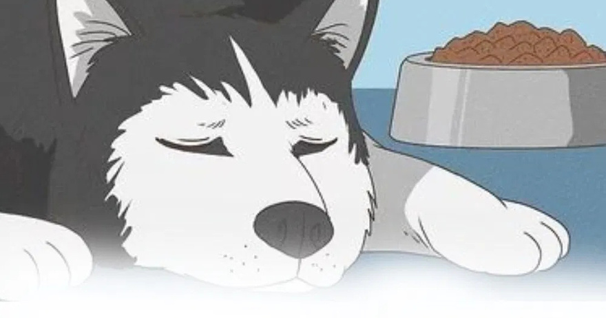 22 dangerous foods for dogs