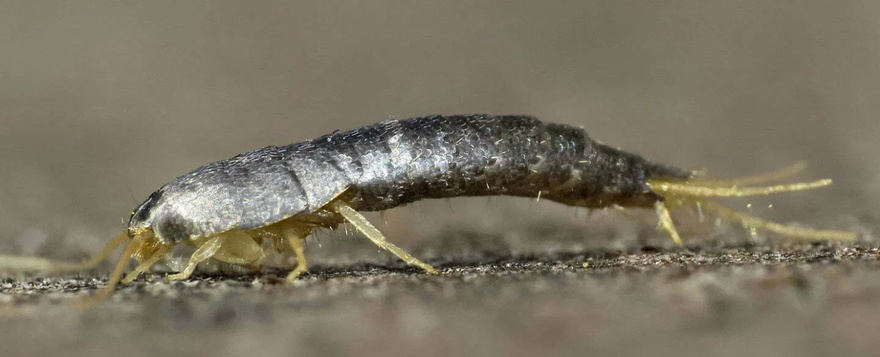 If you see one of these in your house, BE VERY CAREFUL. Here’s the secret meaning that the Universe is sending to you