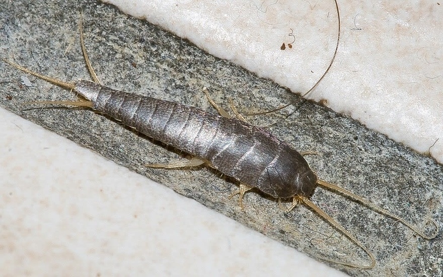 If you see one of these in your house, BE VERY CAREFUL. Here’s the secret meaning that the Universe is sending to you