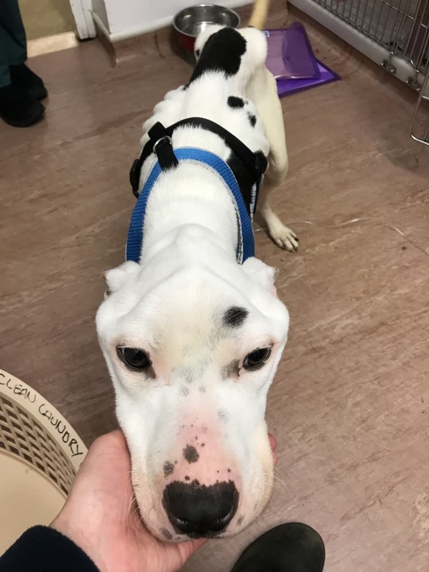 ”Thinnest dog ever seen alive” makes stunning recovery