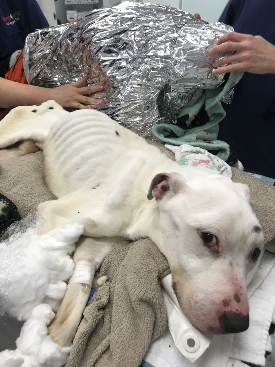 ”Thinnest dog ever seen alive” makes stunning recovery