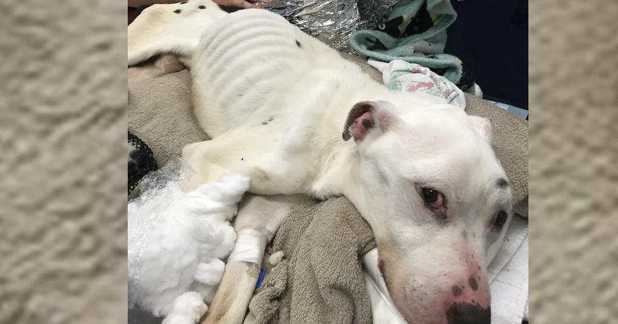 ”Thinnest dog ever seen alive” makes stunning recovery