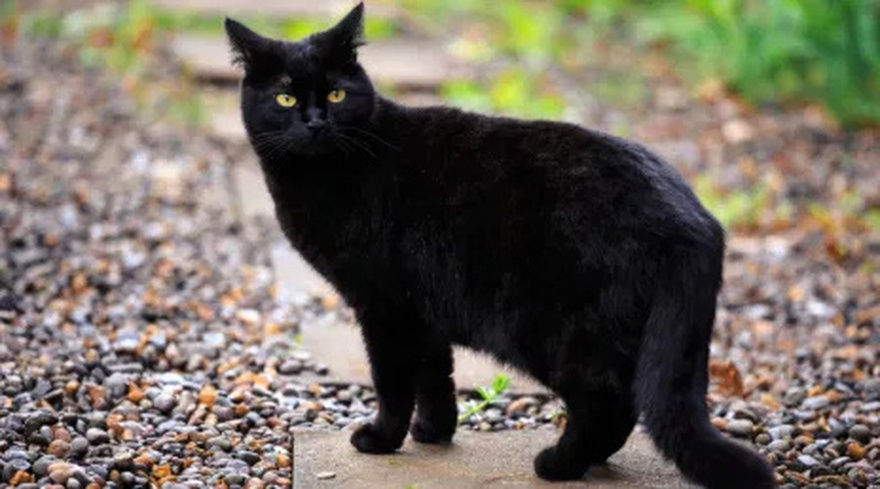 What does it mean to meet a black cat?