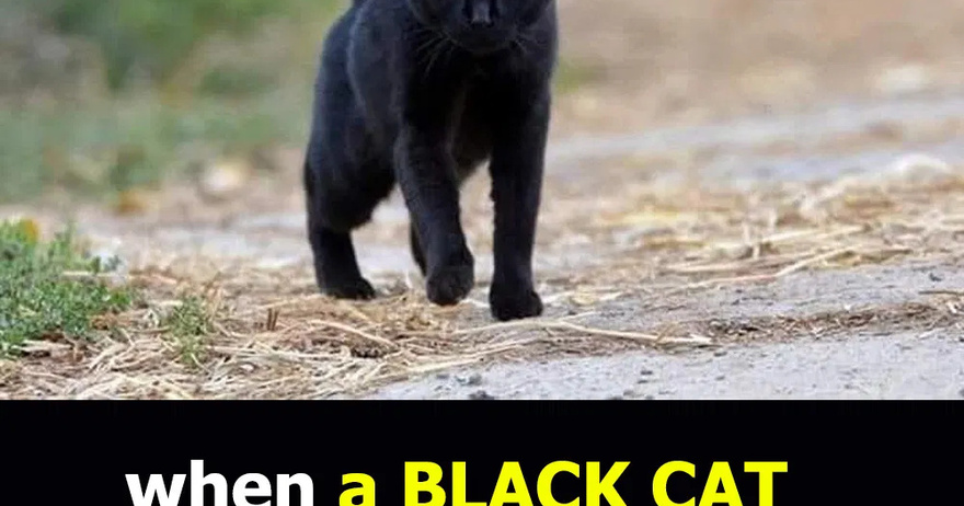 What does it mean to meet a black cat?