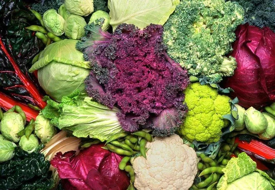 10 Foods That Prevent and Fight Can.cer