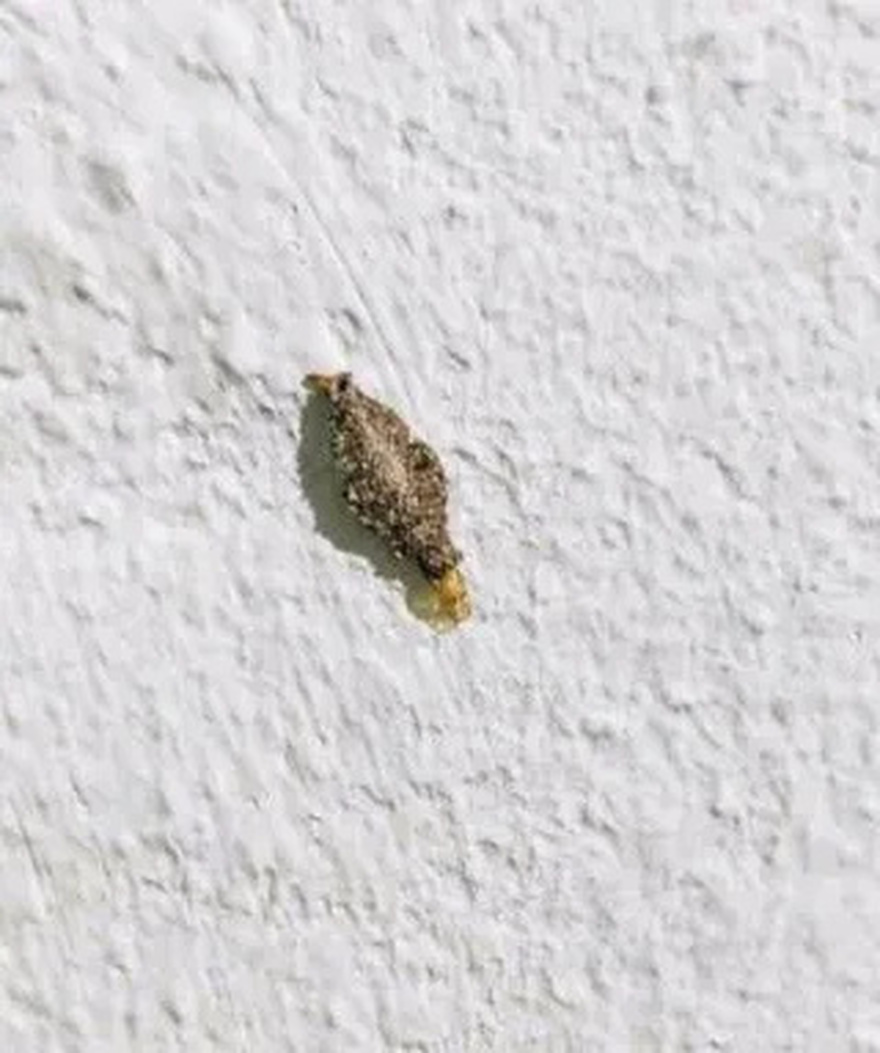 This is the Kamitetep, a Species of Moth (Phereoca Uterella ) that Clings to the Walls of the House