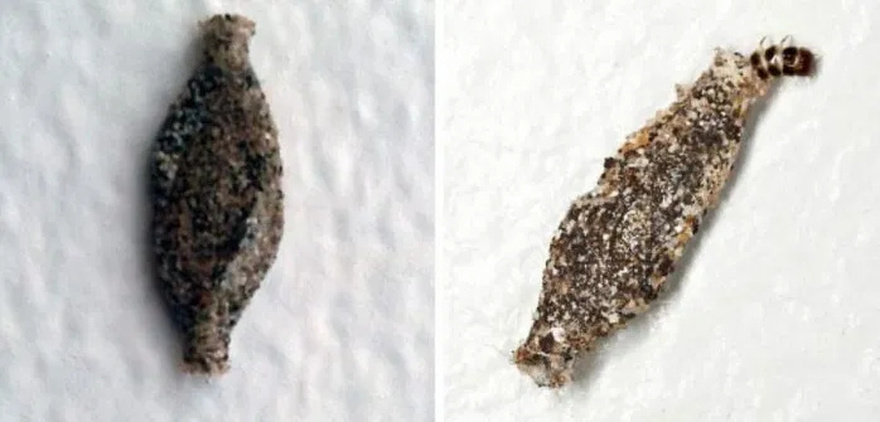 This is the Kamitetep, a Species of Moth (Phereoca Uterella ) that Clings to the Walls of the House