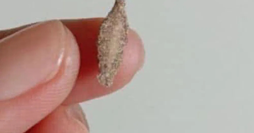 This is the Kamitetep, a Species of Moth (Phereoca Uterella ) that Clings to the Walls of the House