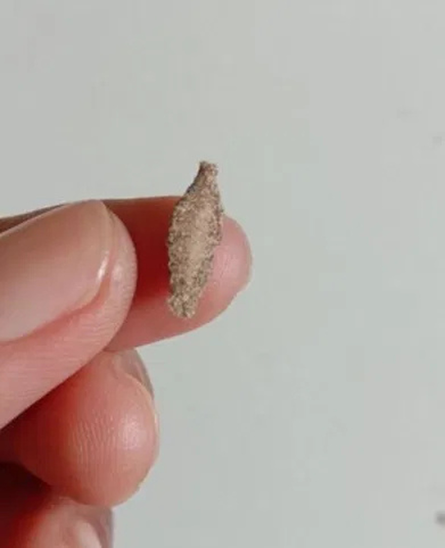 This is the Kamitetep, a Species of Moth (Phereoca Uterella ) that Clings to the Walls of the House