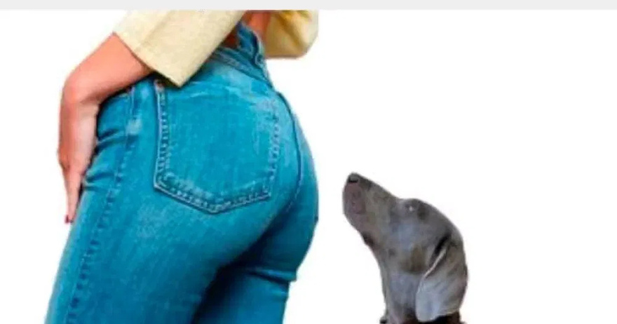 Reasons why dogs smell your CR0TCH