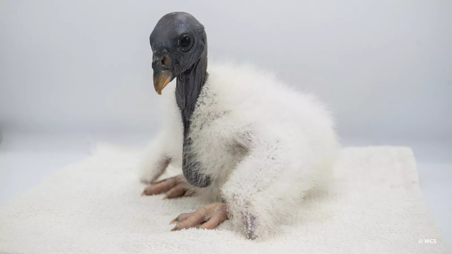 New York Zoo Shares Why Keepers Hide Their Faces and Wear a Hand Puppet to Feed New Vulture Chick