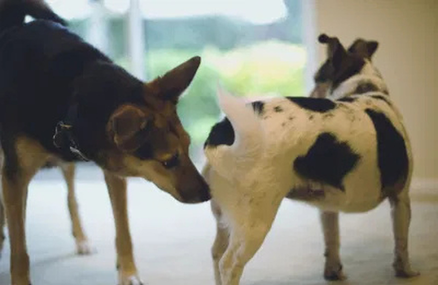 Reasons why dogs smell your CR0TCH