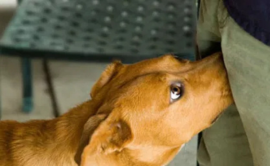Reasons why dogs smell your CR0TCH