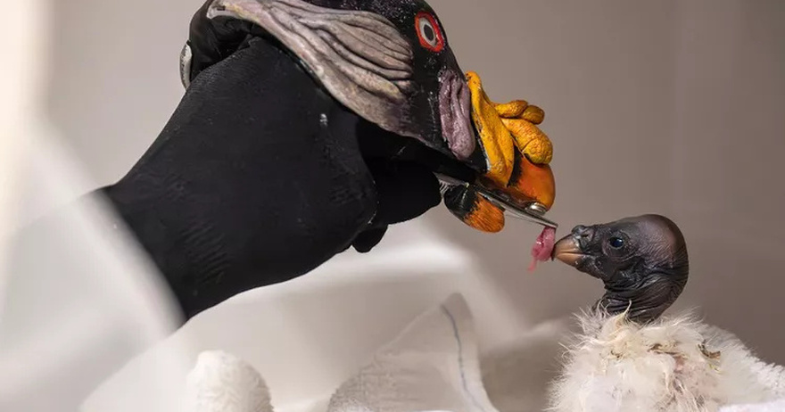 New York Zoo Shares Why Keepers Hide Their Faces and Wear a Hand Puppet to Feed New Vulture Chick