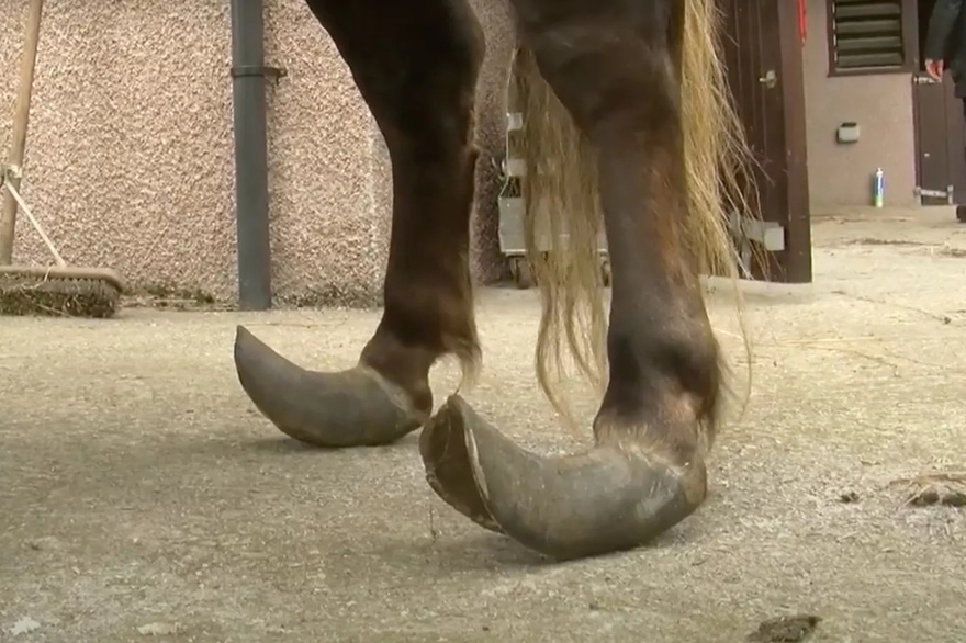 Two ‘Severely Neglected’ Horses Euthanized, Seven Others Found with Curled Hooves, Ulcers and Maggots