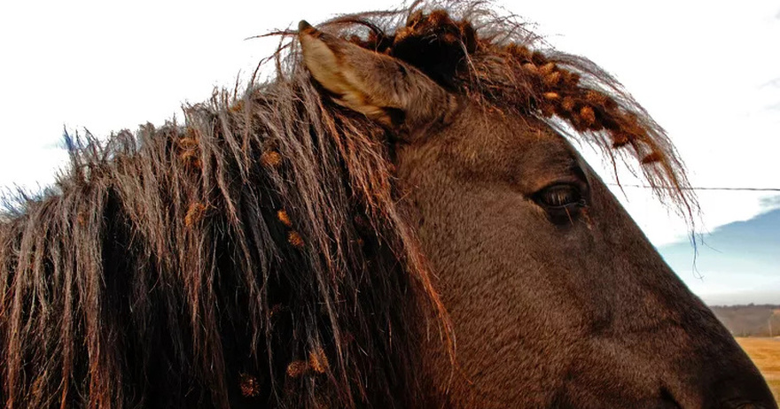Two ‘Severely Neglected’ Horses Euthanized, Seven Others Found with Curled Hooves, Ulcers and Maggots