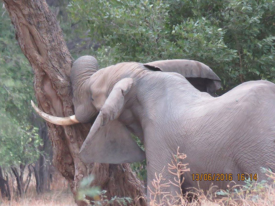 Calm elephant approaches vets’ truck – when they look closely they realize the grave danger