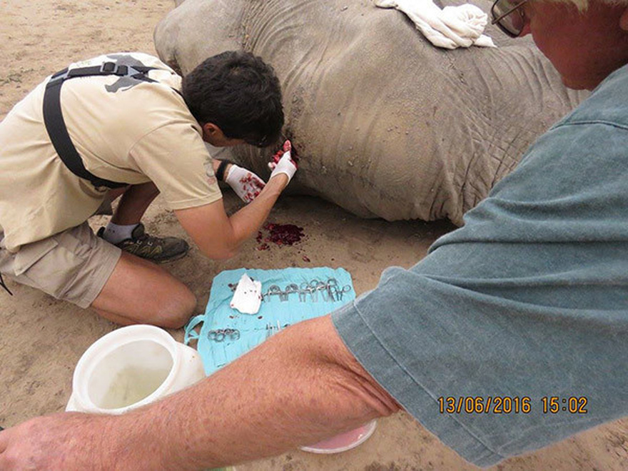 Calm elephant approaches vets’ truck – when they look closely they realize the grave danger