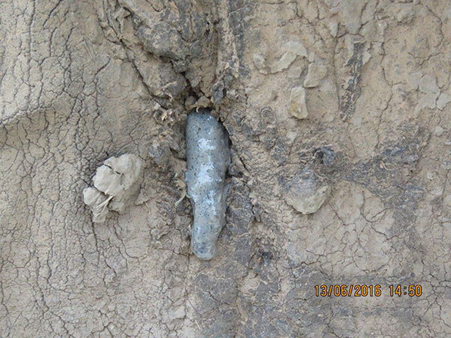 Calm elephant approaches vets’ truck – when they look closely they realize the grave danger