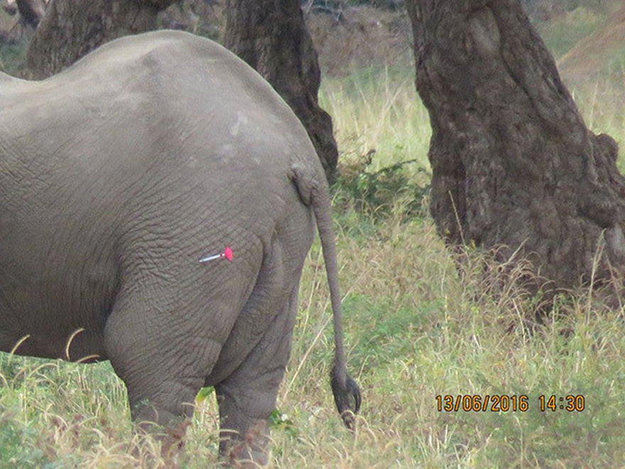 Calm elephant approaches vets’ truck – when they look closely they realize the grave danger