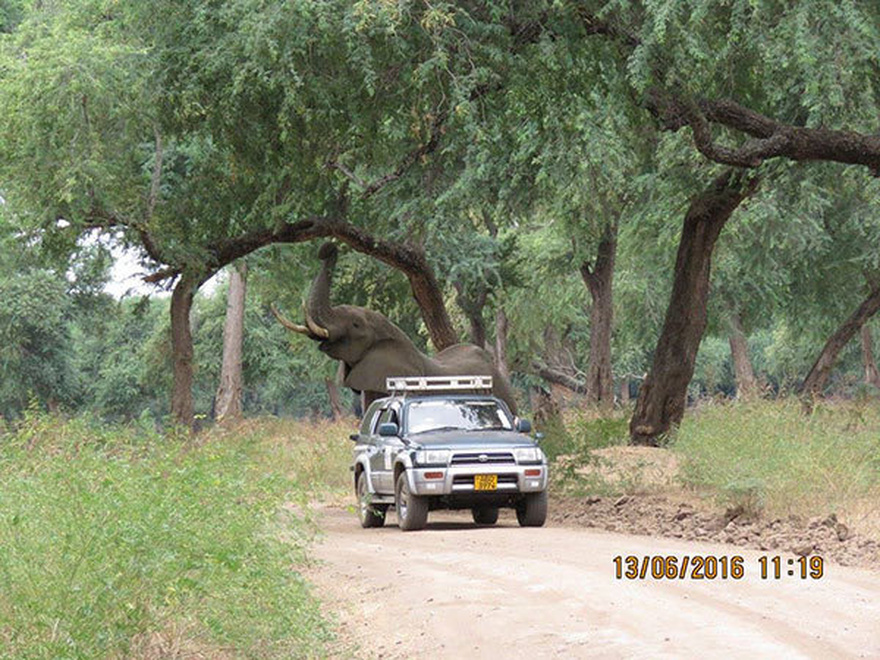 Calm elephant approaches vets’ truck – when they look closely they realize the grave danger