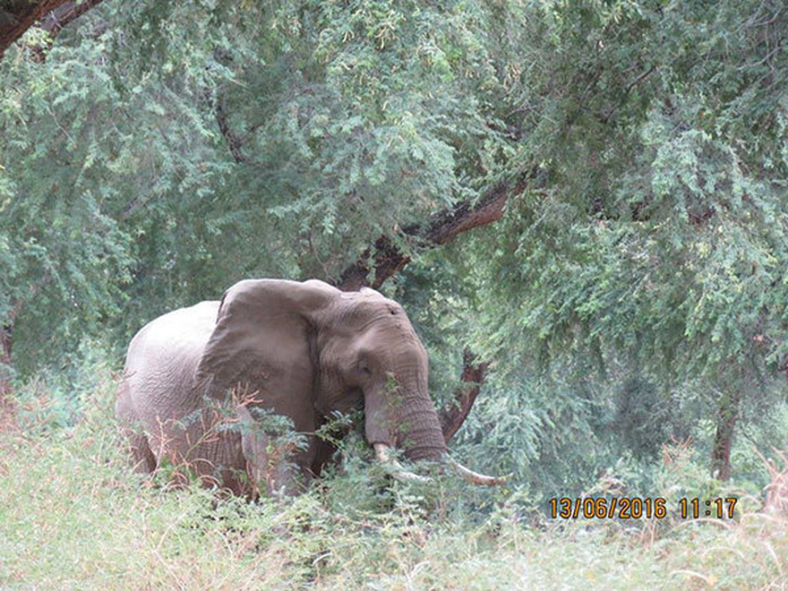 Calm elephant approaches vets’ truck – when they look closely they realize the grave danger