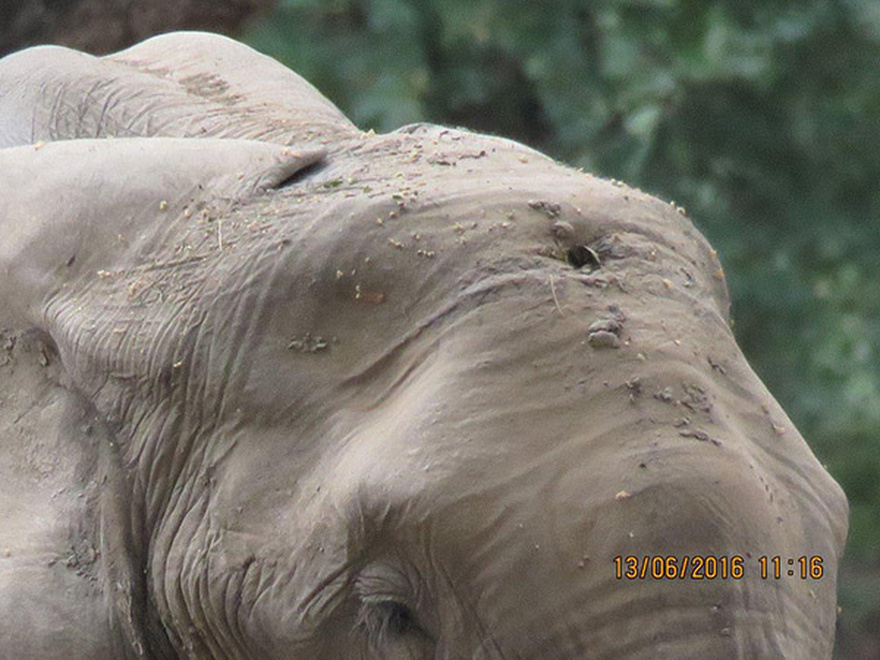 Calm elephant approaches vets’ truck – when they look closely they realize the grave danger