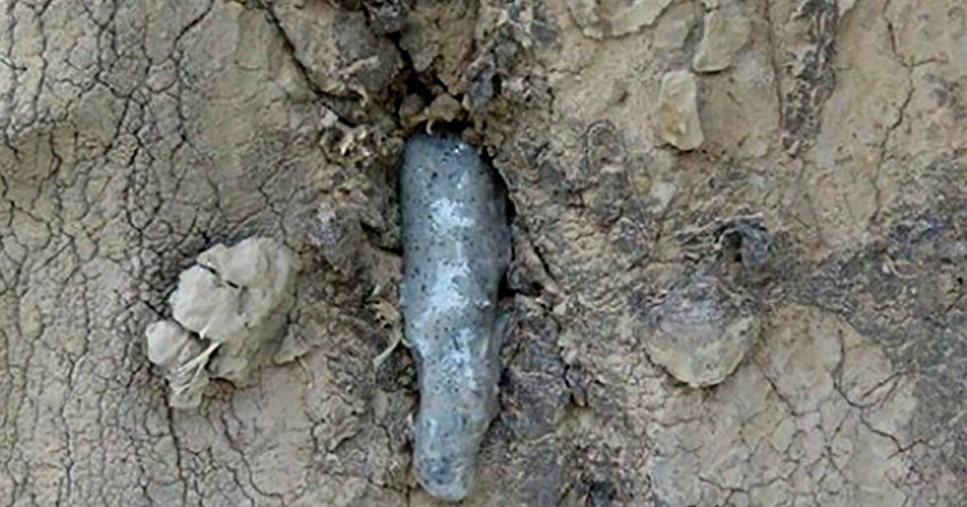 Calm elephant approaches vets’ truck – when they look closely they realize the grave danger