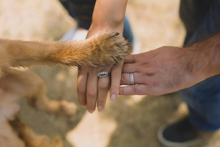 11 Signs Your Dog May Be Nearing the End: How to Support Them with Love and Care