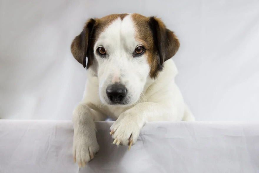 11 Signs Your Dog May Be Nearing the End: How to Support Them with Love and Care