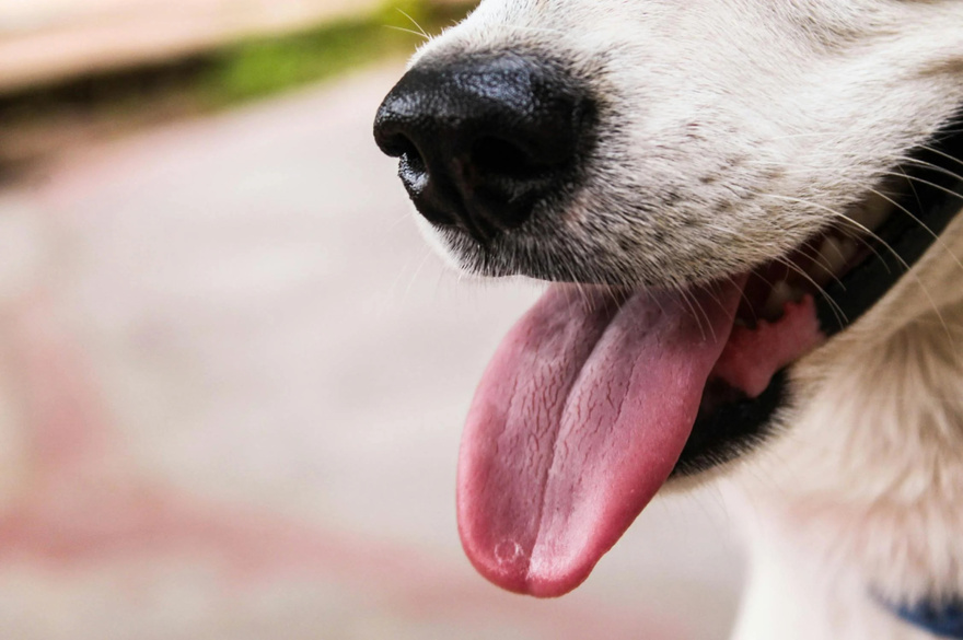 11 Signs Your Dog May Be Nearing the End: How to Support Them with Love and Care