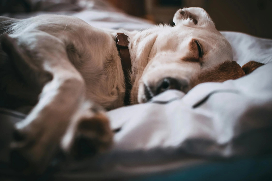 11 Signs Your Dog May Be Nearing the End: How to Support Them with Love and Care