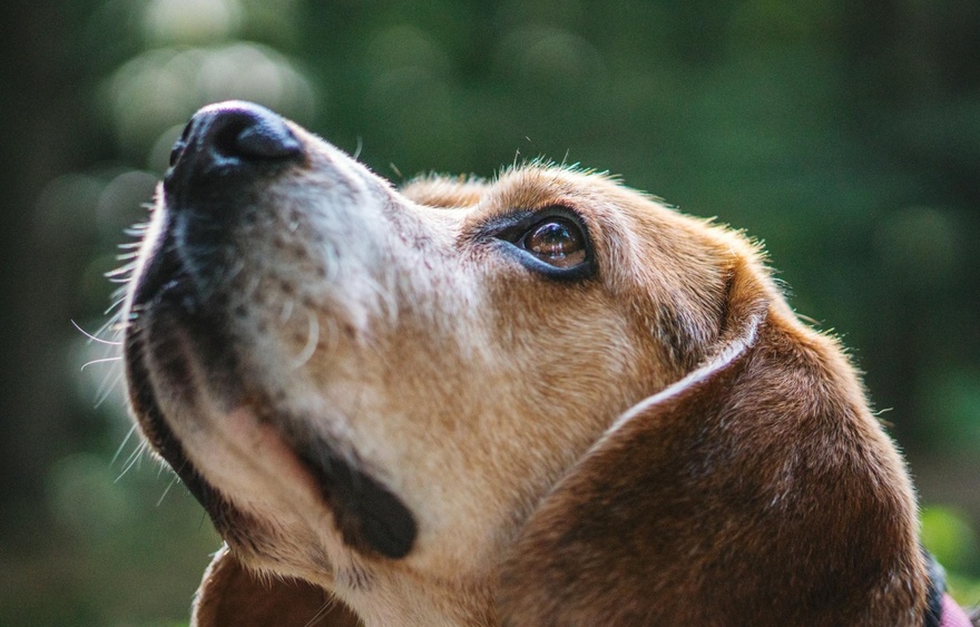 11 Signs Your Dog May Be Nearing the End: How to Support Them with Love and Care