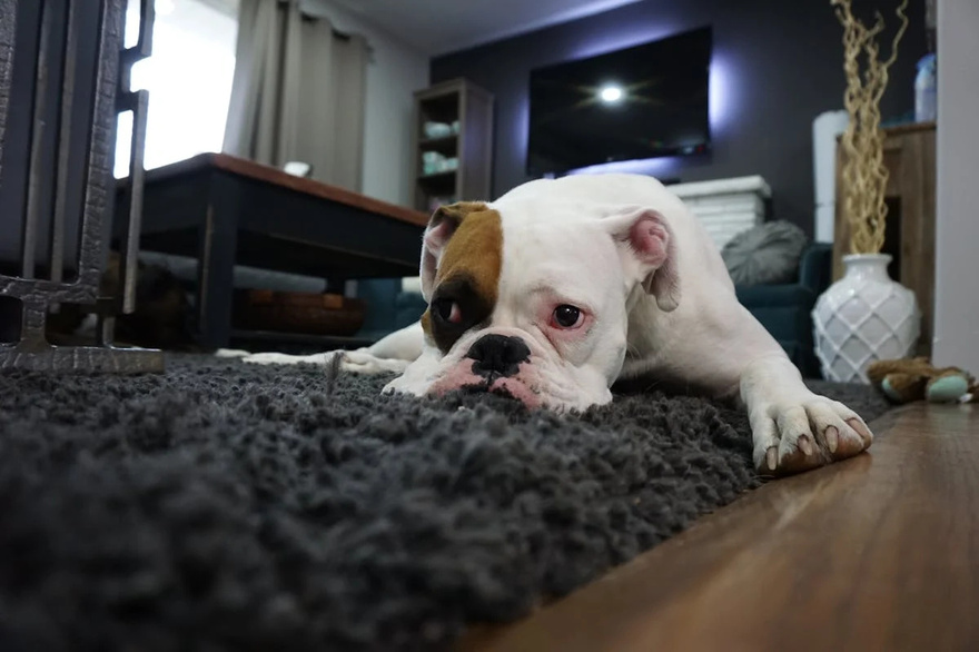 11 Signs Your Dog May Be Nearing the End: How to Support Them with Love and Care