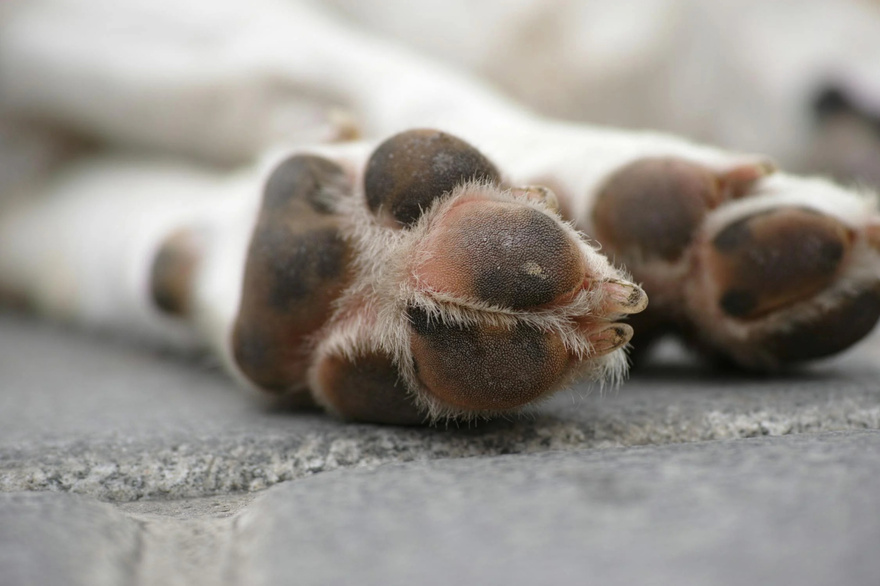 11 Signs Your Dog May Be Nearing the End: How to Support Them with Love and Care