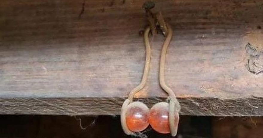 If you see this hanging from the rafters of your home, here’s what it means