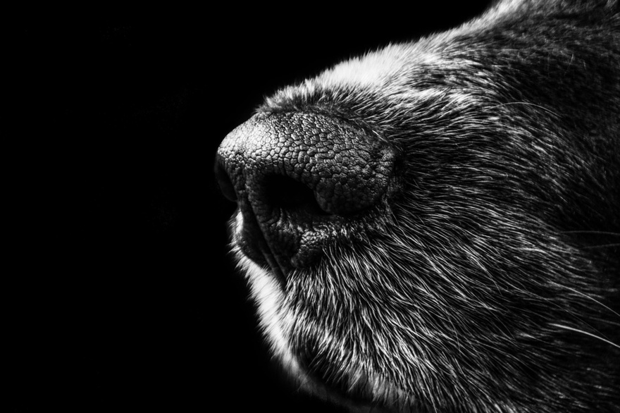 11 Signs Your Dog May Be Nearing the End: How to Support Them with Love and Care