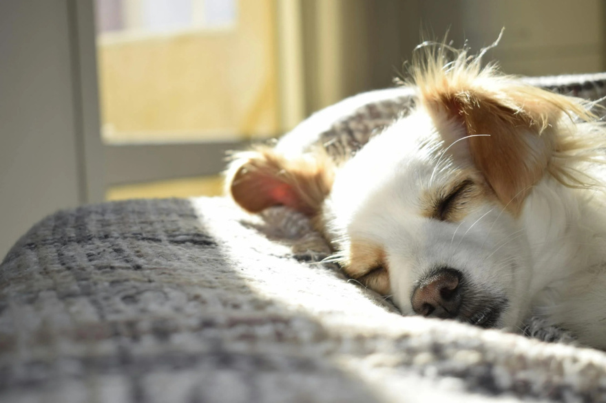 11 Signs Your Dog May Be Nearing the End: How to Support Them with Love and Care