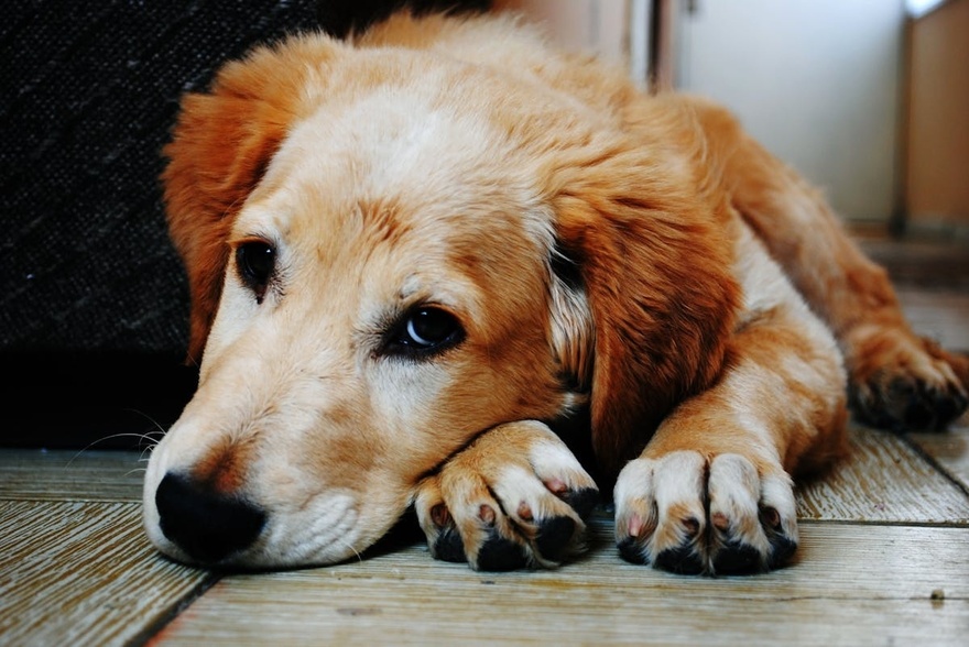 11 Signs Your Dog May Be Nearing the End: How to Support Them with Love and Care