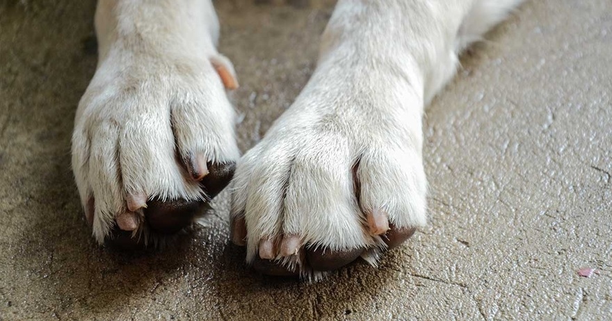 11 Signs Your Dog May Be Nearing the End: How to Support Them with Love and Care