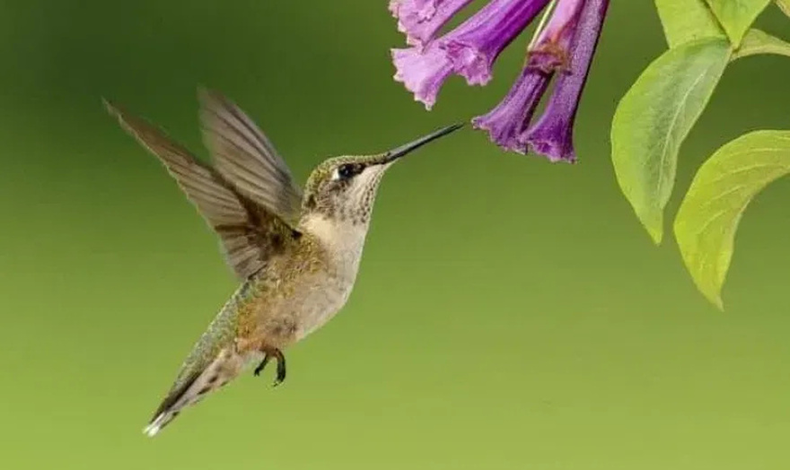 If this bird visits your house, here’s what the Universe is trying to tell you