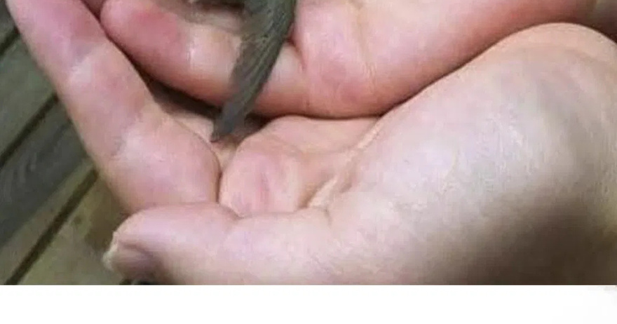 If this bird visits your house, here’s what the Universe is trying to tell you
