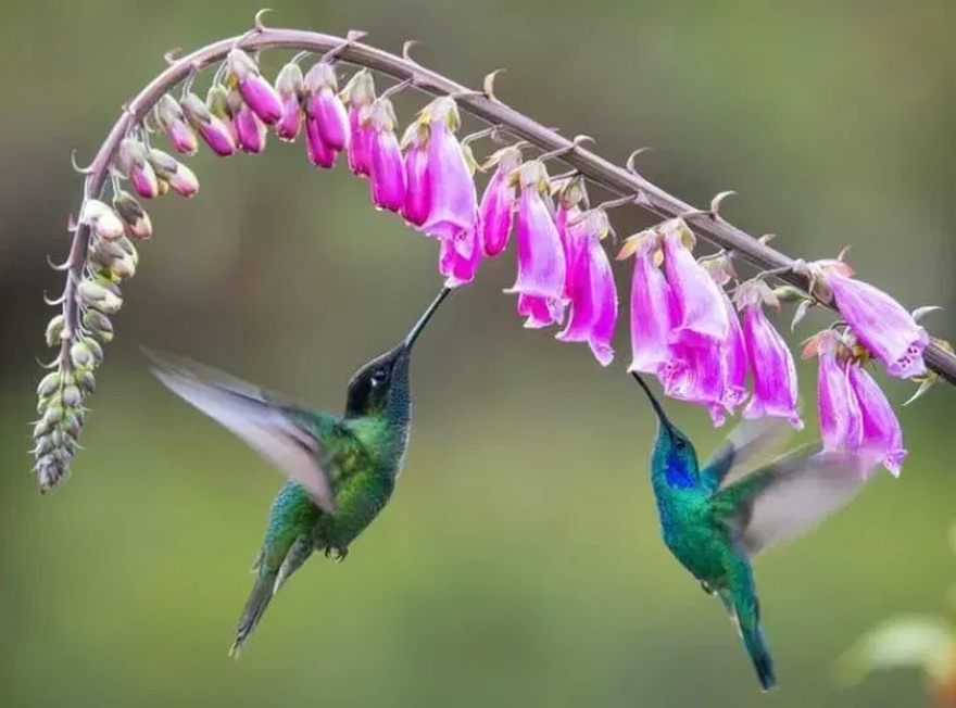 If this bird visits your house, here’s what the Universe is trying to tell you