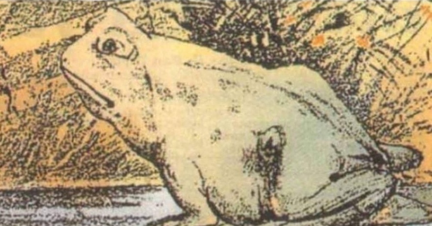 Only certain people can see the animal hidden in the frog in this picture