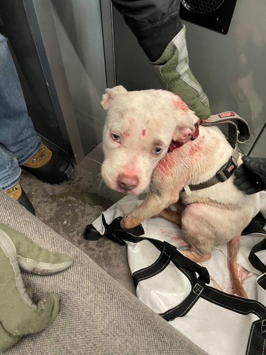 Thrown out like trash: Why Taho’s tragic journey ended in heartbreak