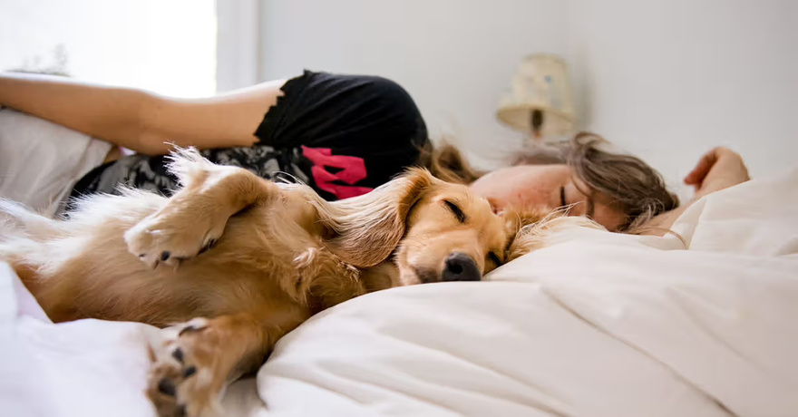 Don’t sleep with your pets, don’t risk your life, here’s why